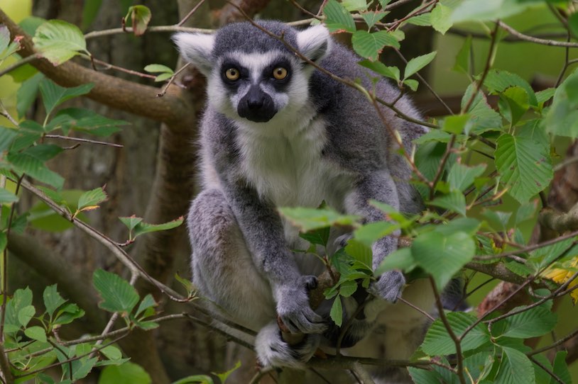 Lemur 2 1006